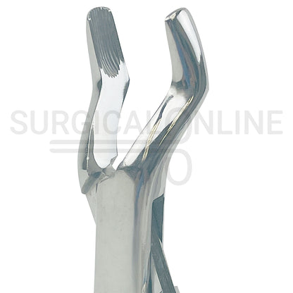 American Extracting Forceps No. 10S