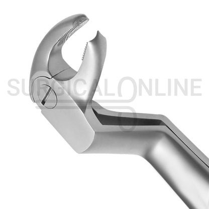 English Extracting Forceps No. 22.5 R